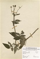 藏品(水鱉)的圖片